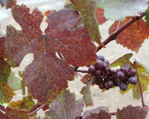 Ԃǂ@c؁@[bpuhE@vvA@itjsʎct