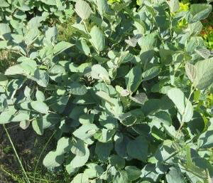 白花マンサク フォッサギラ ブルーシャドー 苗 苗木 庭木