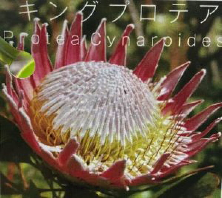 楽天市場 キング プロテア プロテア キナロイデス 6寸鉢植え 苗 キングプロテアの鉢植え 日本花卉ガーデンセンター Annex 楽天市場 キング プロテア プロテア キナロイデス 6寸鉢植え 苗 キングプロテアの鉢植え 日本花卉ガーデンセンター Annex