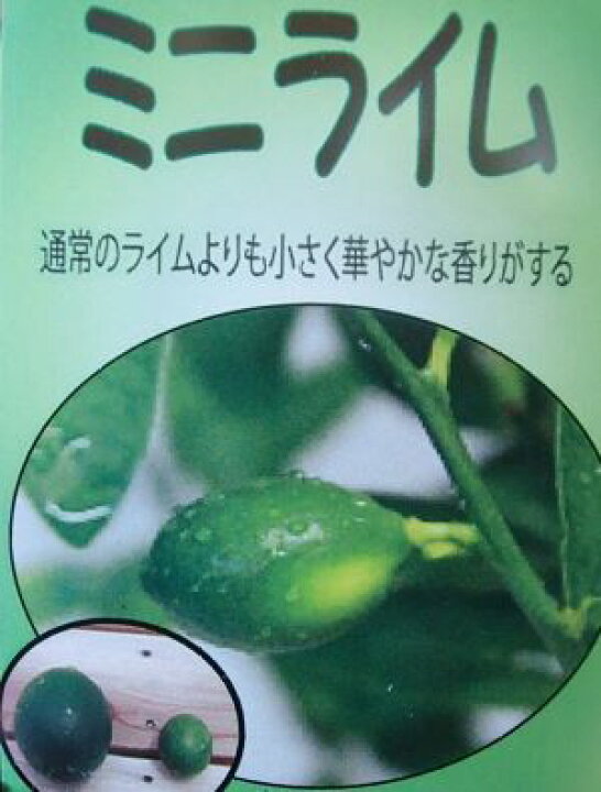 楽天市場 ミニライム 4寸鉢植え 果樹苗 日本花卉ガーデンセンター Annex