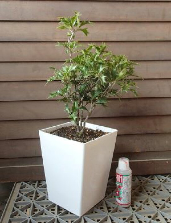 楽天市場 6寸スクエア鉢植え オニヒイラギ 鬼柊 鬼ヒイラギ 日本花卉ガーデンセンター Annex