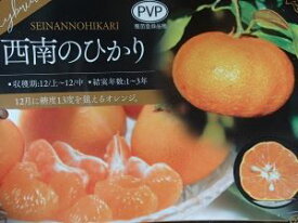 西南のひかり　（みかん、オレンジ）：果樹苗　PVP商品（種苗法登録品種）