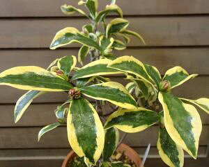 【5寸鉢植え】黄深覆輪沈丁花(前島)ジンチョウゲ 苗 苗木 斑入り葉沈丁花