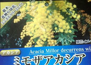 アカシア 鉢植え 農業資材 ガーデニング用品の人気商品 通販 価格比較 価格 Com
