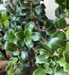 マルバヒイラギ(丸葉柊)7ポット植え 苗 苗木 庭木