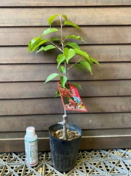 楽天市場 八重寒緋桜 小苗 4寸ポット植え 桜 苗木 ヤエカンヒザクラ やえかんひざくら 庭木 花木 桜 サクラ さくら 八重緋寒桜 日本花卉ガーデンセンター Annex 楽天市場 八重寒緋桜 小苗 4寸ポット植え 桜 苗木 ヤエカンヒザクラ やえかんひざくら 庭木 花木 桜 サクラ さくら 八重緋寒桜 日本花卉ガーデンセンター Annex