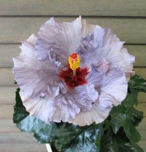 生花 ハイビスカス 苗の人気商品 通販 価格比較 価格 Com