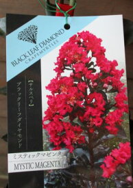 楽天市場 夏の花 鉢植えの通販