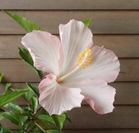 【ハイビスカス】プリンセスモモ（5寸鉢植え）【熱帯植物・トロピカルフラワー・ハワイアンフラワー・ハイビスカス】