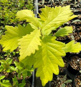 t@JV@c@c؁@t̖؁@@xmiRKltWj@