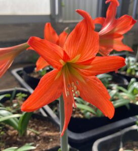 アマリリス 種 Diy 工具の人気商品 通販 価格比較 価格 Com