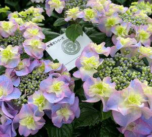 zԁ@c@AWTC@ō̔ӎ`@zԁ@PVP@@@c؁@؁@@yԖؒ؁EAWTCERzԁEz