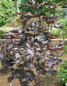 mEFCJGf@N]LO@4|bg@c@c