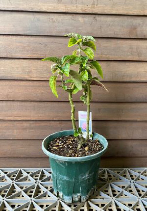 楽天市場 サンゴバナ 珊瑚花 現状 花はありません 日本花卉ガーデンセンター Annex