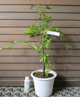 ザクロ　苗　【6寸鉢植え】タネなしザクロ（種無しザクロ）スイートハニー《果樹苗》柘榴の木　柘榴苗木 …