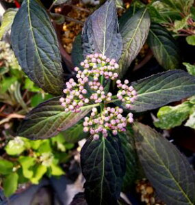 R@gLAWTC@@ubNoCp[@izԁj@c؁@؁@@yԖؒ؁EAWTCERzԁEz