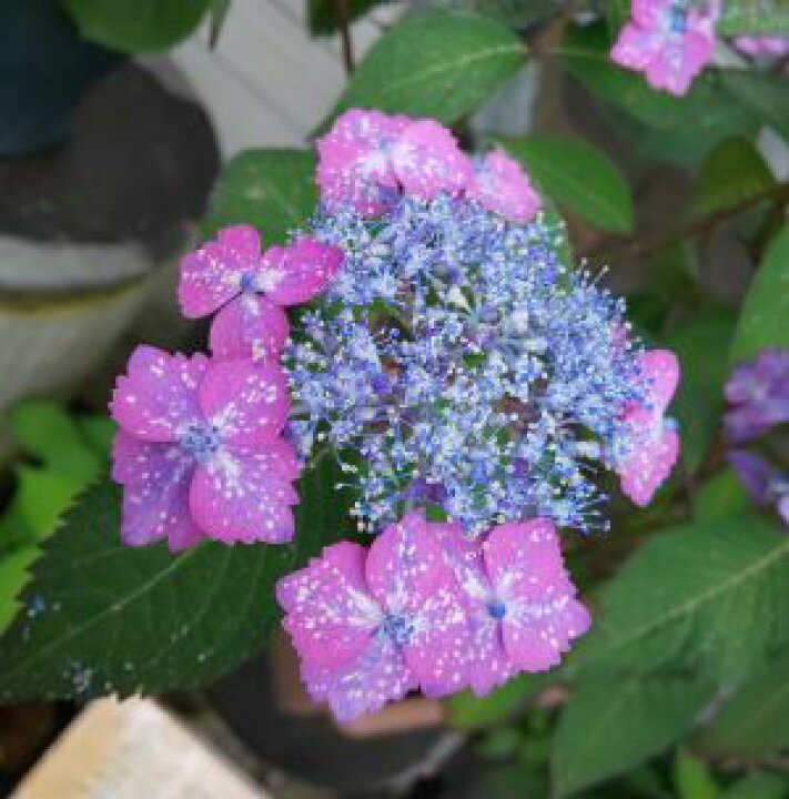 楽天市場 星の雫 山紫陽花 花木庭木 アジサイ 山紫陽花 あじさい 日本花卉ガーデンセンター Annex