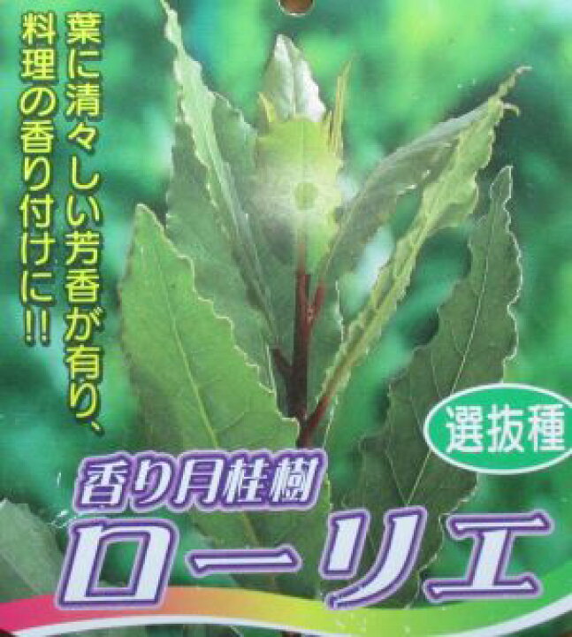 楽天市場 香り月桂樹 ローリエ 6寸鉢植え 選抜種 日本花卉ガーデンセンター Annex