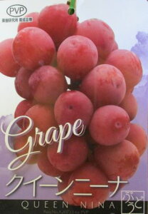 Ԃǂ@c؁@NC[j[iiԂǂjc c uhE sʎct sʎctPVP