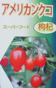 アメリカンクコ  苗 苗木  《果樹苗》 枸杞 クコの苗木