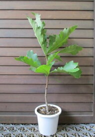 カシワ（柏の木）　5寸鉢植え