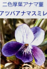 二色アツバアナマスミレ　　スミレ 苗 すみれ 菫（7.5センチポット植え苗）
