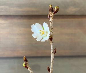 �M�Z�����@�F�@�V�i�m�J���U�N���@�i���j