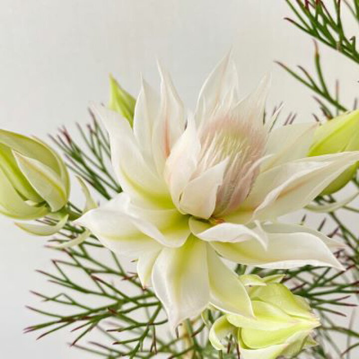 楽天市場 セルリア Blushing Bride ブラッシングブライド 4寸鉢植え 日本花卉ガーデンセンター Annex 楽天市場 セルリア Blushing Bride ブラッシングブライド 4寸鉢植え 日本花卉ガーデンセンター Annex