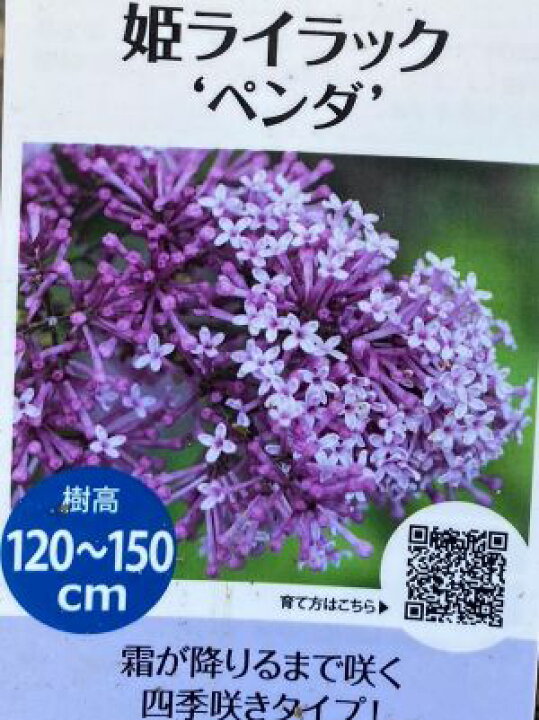楽天市場 姫ライラック ペンダ 苗 苗木 花木庭木 ライラック リラの木 日本花卉ガーデンセンター Annex