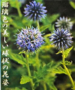 瑠璃玉アザミ(あざみ)ルリタマアザミ
