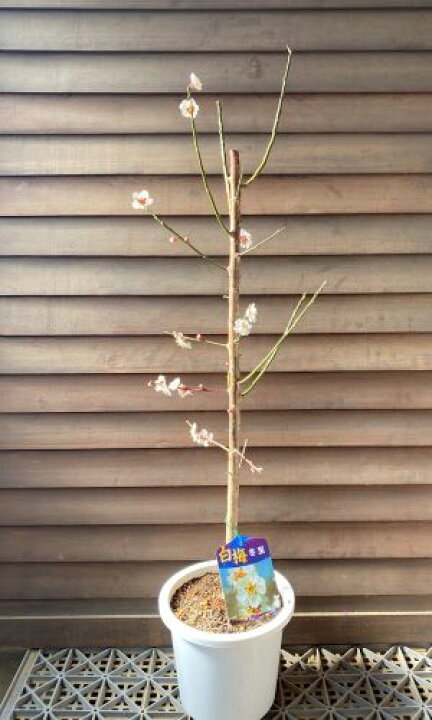 楽天市場】【6寸鉢植え】冬至梅 花梅 苗木 トウジバイ とうじばい 