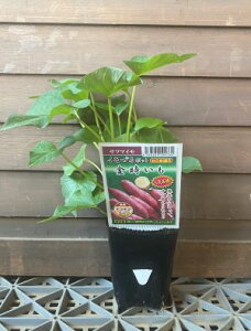 芋 苗の人気商品 通販 価格比較 価格 Com