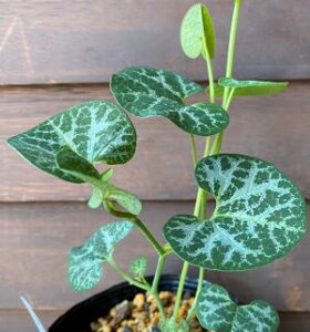 亀甲馬の鈴草(亀甲ウマノスズクサ)