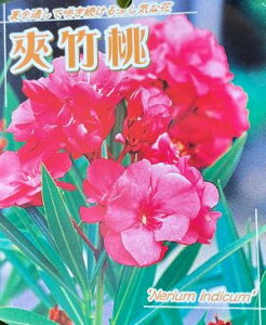 LE`NgE@ԁ@|@4|bg@ԐFɋ߂FɂȂꍇ܂B@c@c؁@|