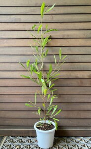 hhiGA@rXR[T@O[@i5j@c@c؁@؁@ΐF̗thhiGA@`͗lXł