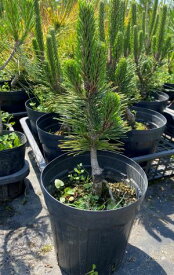 黒松　寿　6寸鉢植え