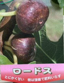 いちじく　苗　苗木　　ロードス（イチジク）《果樹苗》　無花果