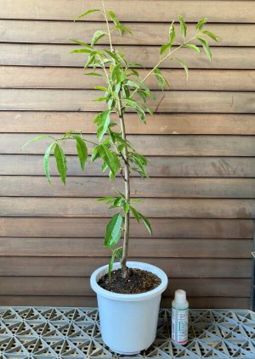 アーモンド 果樹苗 苗 苗木 祝開店 大放出セール開催中