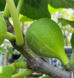 いちじく　苗　苗木　夏果　キング　イチジク《果樹苗》いちじく　無花果　苗木