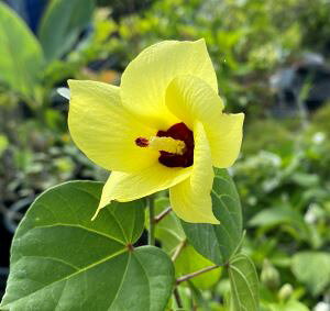 矮性オオハマボウ(ユウナ)5寸鉢植え 苗 苗木