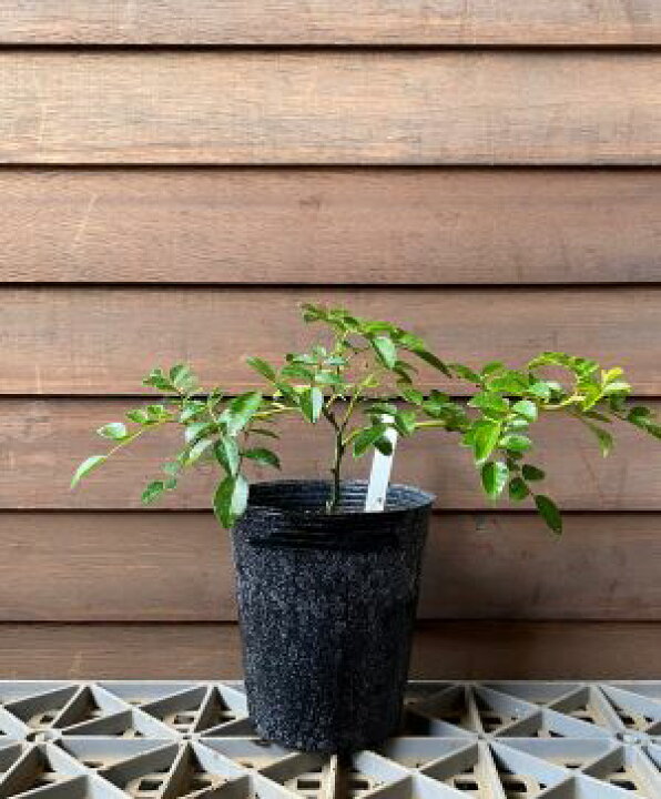 楽天市場】桃花（赤花）トゲナシテリハノイバラ 苗木 苗（棘無し照葉 