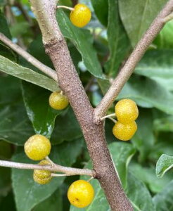 【鉢植え】黄金秋グミ（マルバアキグミ）《果樹苗》黄実のグミ