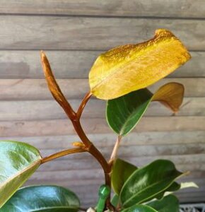 ~PA@t܏΁@iJ^lIK^}̒ԁj@LEKVE@30`80Z`x̍܂I