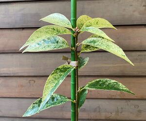 AJV@6A@t̃AJV@c@c؁@