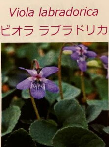 ラブラドリカスミレ(ビオラ) スミレ 苗 すみれ 菫(7.5センチポット植え苗)