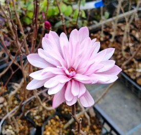 ピンク咲き姫コブシ（多弁咲き）八重咲桃花ヒメコブシ