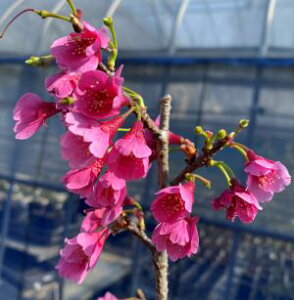 @c؁@idj  c Ђ JqUNy Ԗ @ TN zdꊦ@@qJUN@̍@ō炭