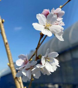 @c؁@lG  c  VLUNy Ԗ  TN z