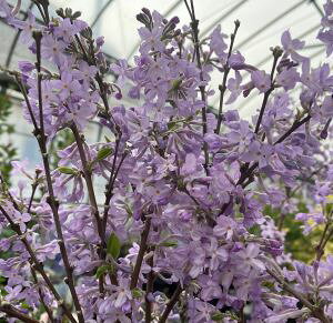 フジモドキ(丁子桜、サツマフジ、チョウジザクラ) 長寿桜 チョウジュザクラ