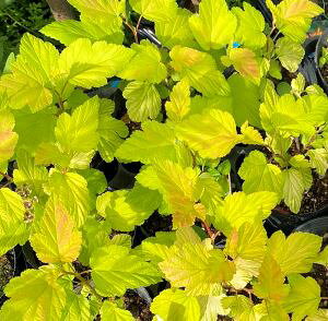 アメリカコデマリ ‘ディアボロ’ 黄金葉 苗 苗木